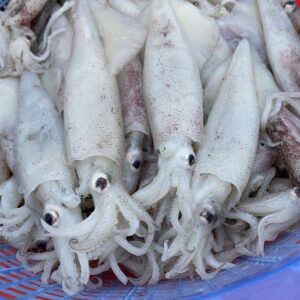 Squid
