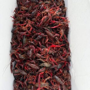 Crawfish