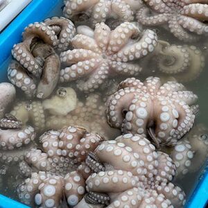 Octopus