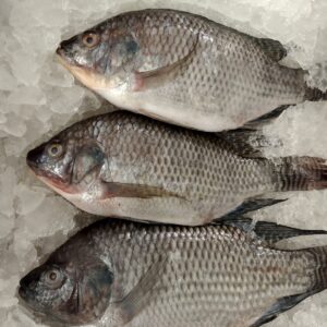 Tilapia