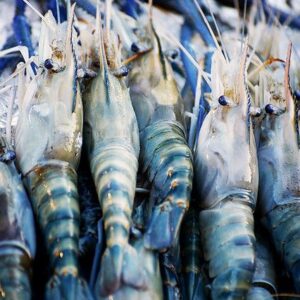 Shrimp